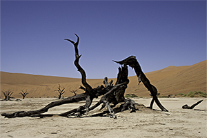 Dead-Vlei 700 pix