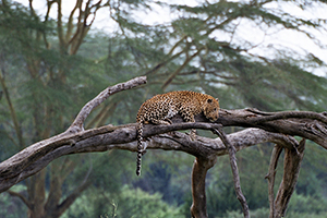 en la siesta